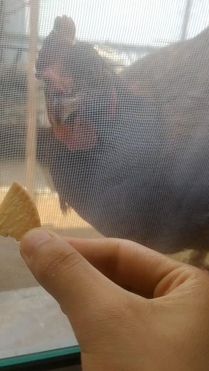 前宠物大贪母鸡