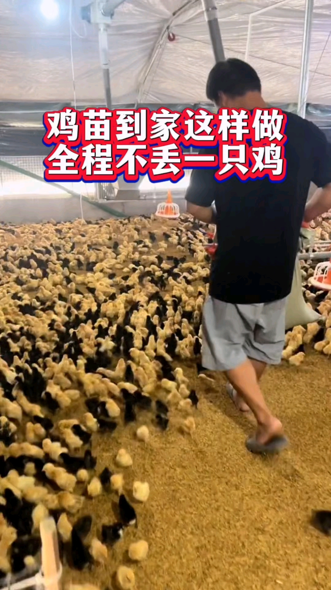 鸡苗到家这样做,全程不丢一只鸡!