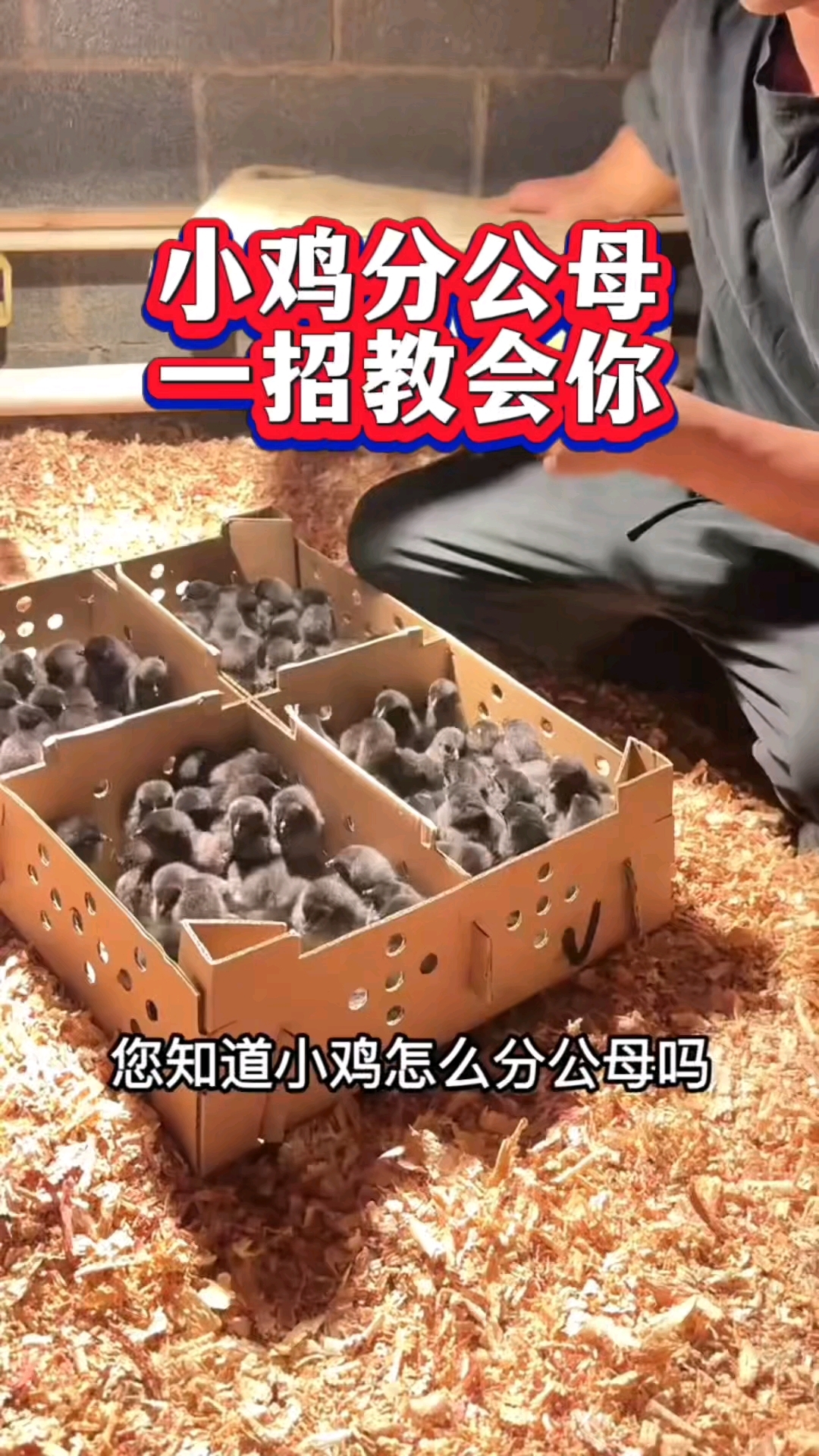 小鸡分公母，一招教会你！#养鸡小技巧#