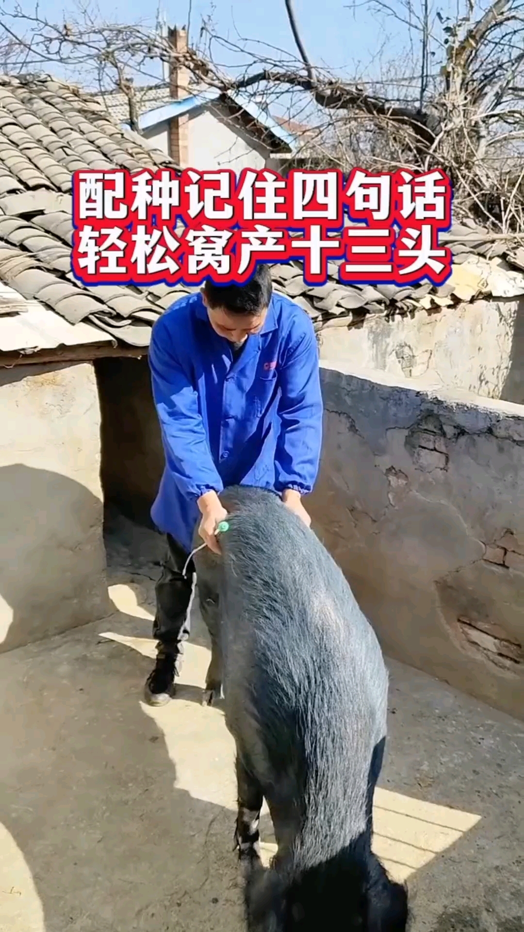 配种记住四句话,轻松窝产十三头!
