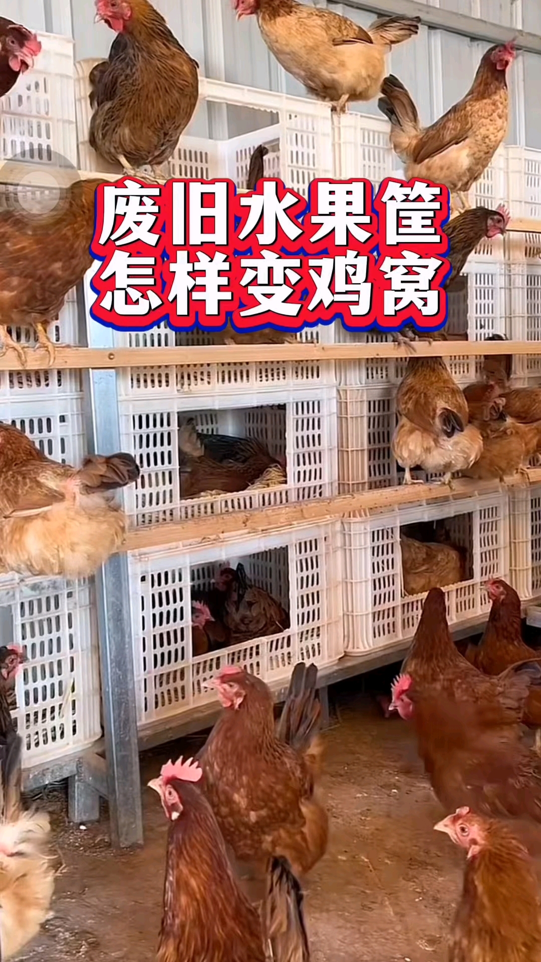 废旧水果筐，怎样变鸡窝？