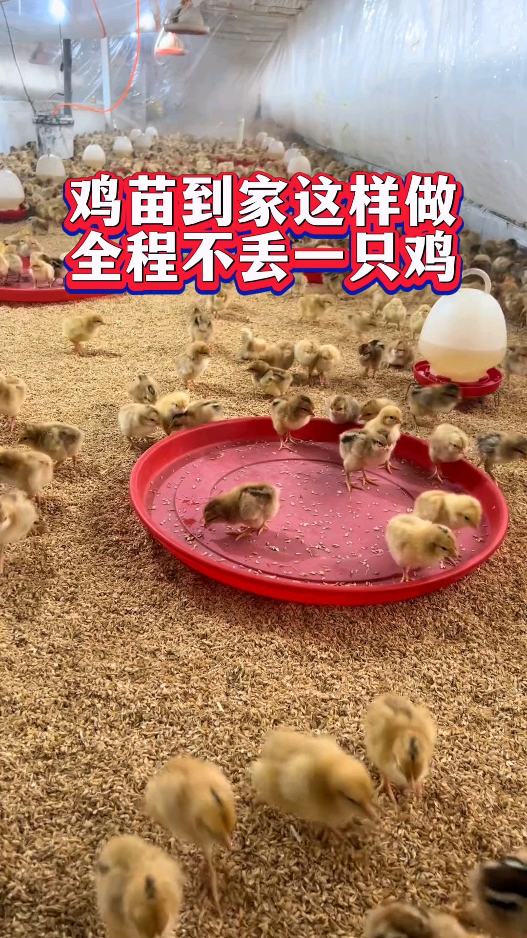 鸡苗到家这样做,全程不丢一只鸡!