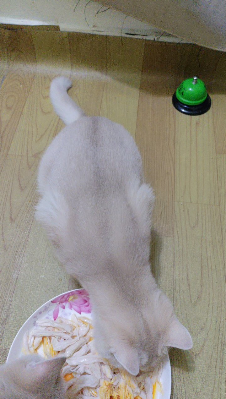 金宝宝在吃鸡胸肉