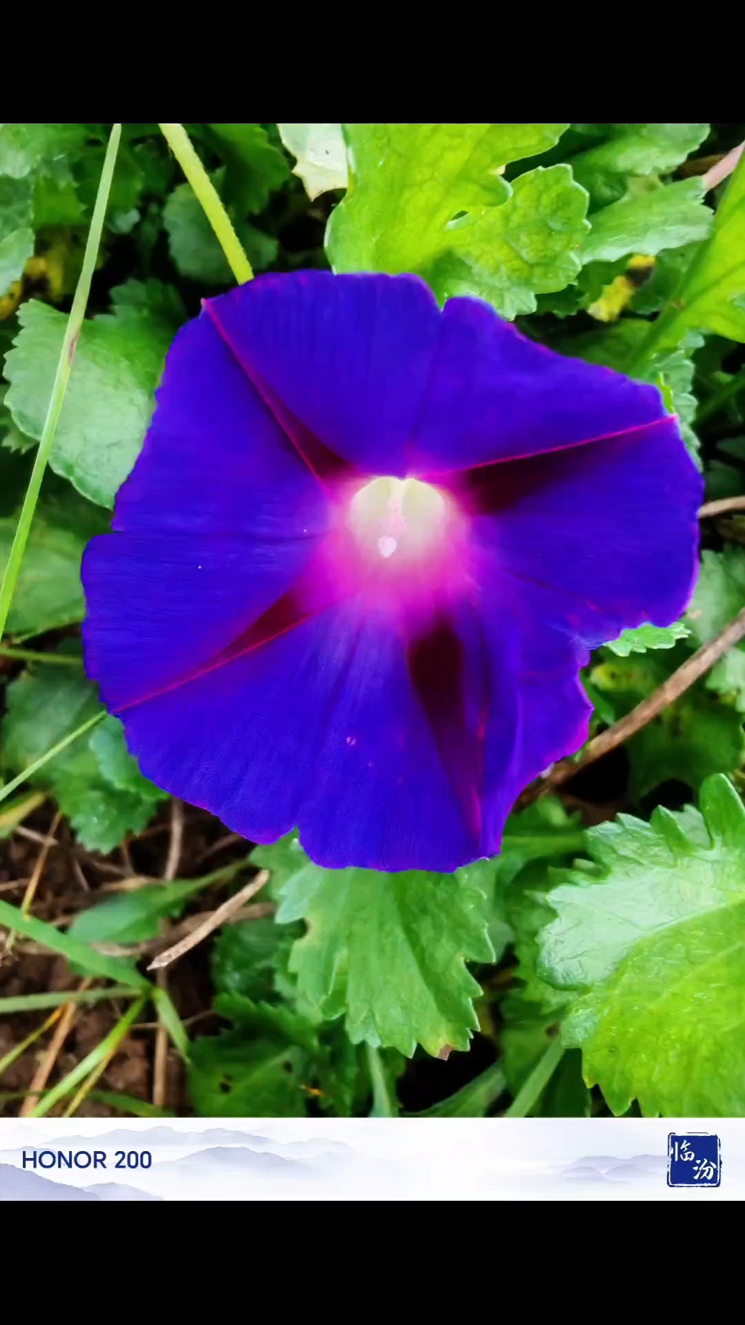 治愈系风景之唯美#一花一草一世界  #感受大自然 #治愈系