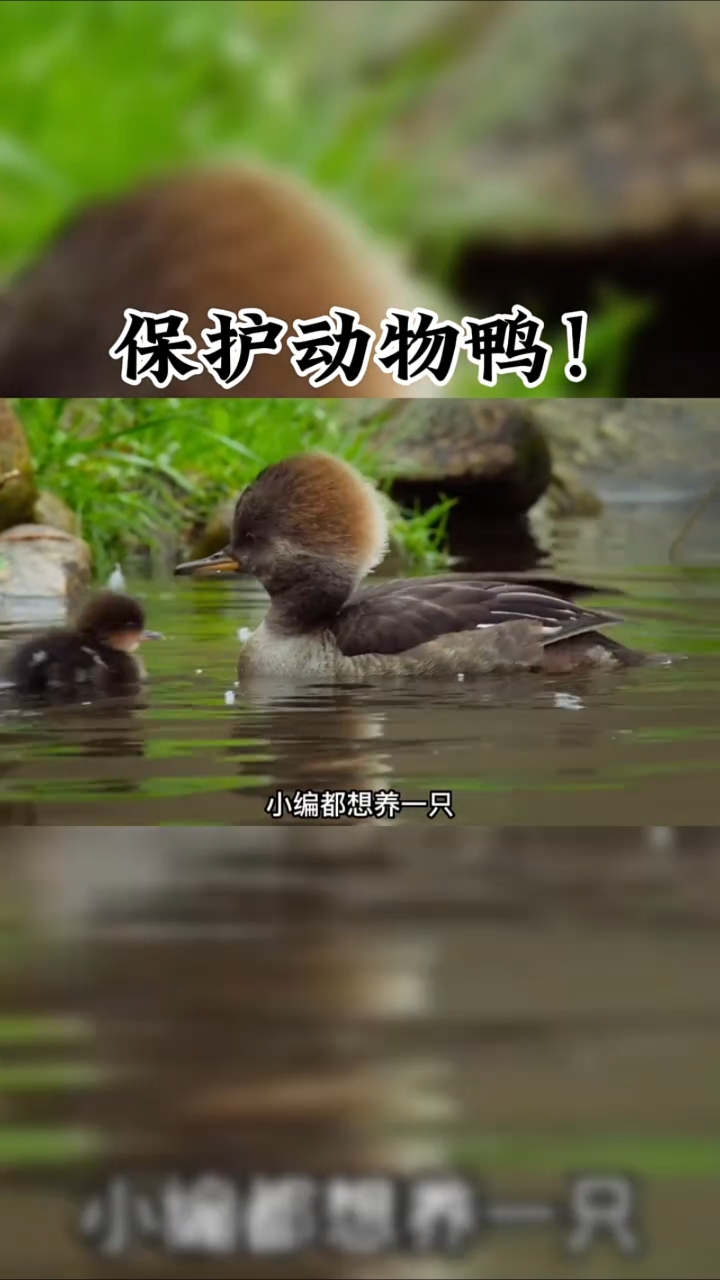 这只鸭,竟然是保护动物!