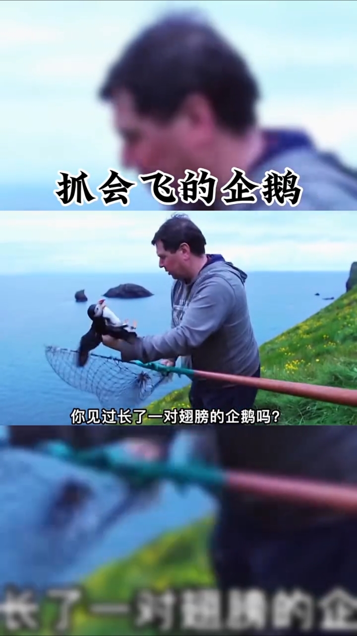 抓一只会飞的企鹅你见过吗