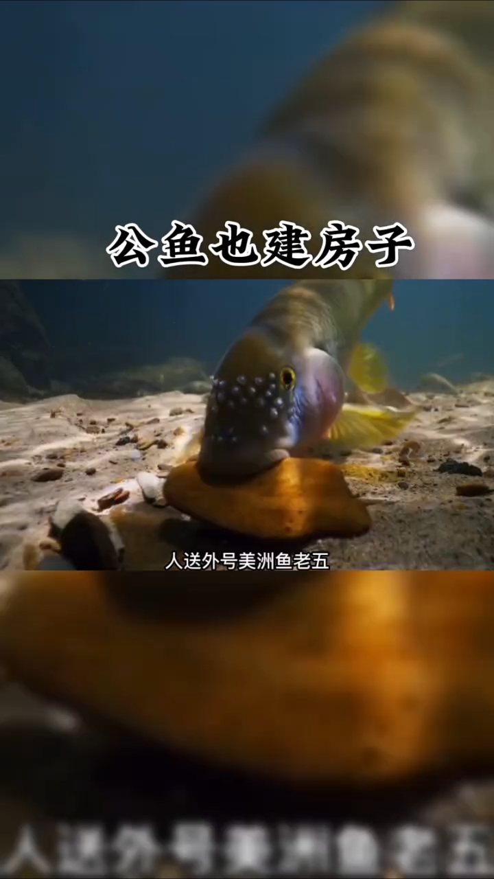 公鱼建房子,找对象!