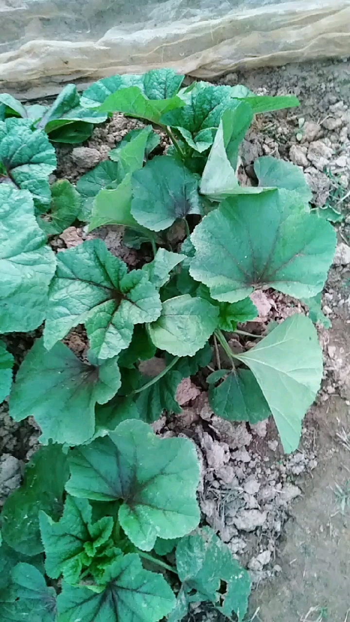 冬寒菜,这一批苗儿也长大了,每次看到冬寒菜,快乐一万倍,太美