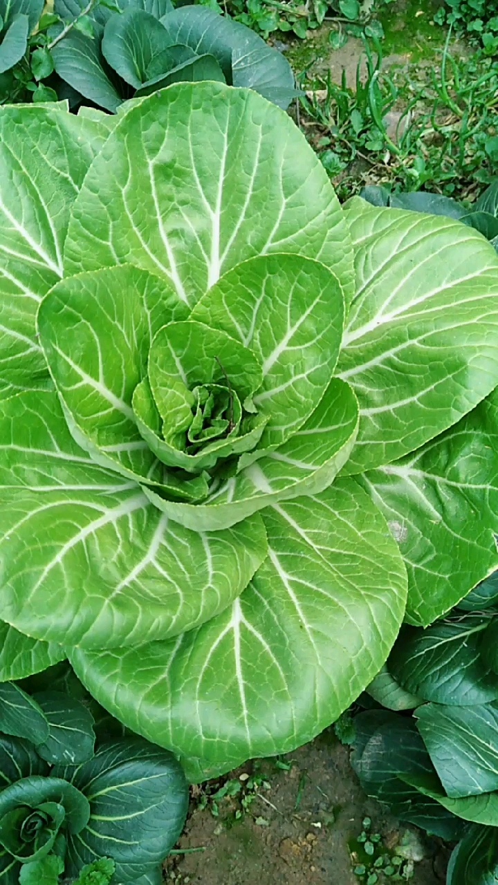 大叶白菜,盛开热烈,长在坡上,营养美味