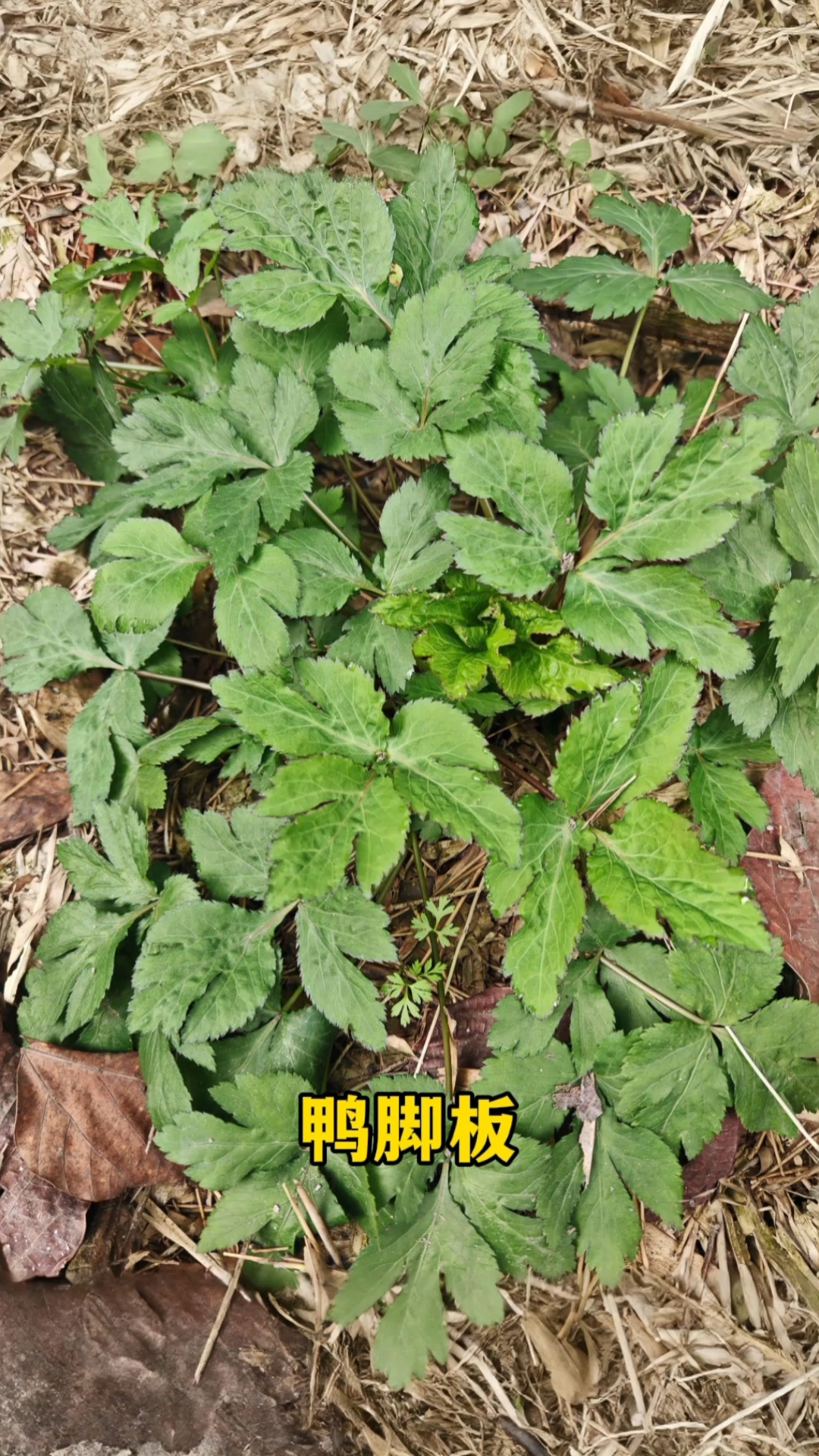 你以为它是野草?老一辈找它都来不及!#植物科普# #野菜# #中草药# #野草变良药#