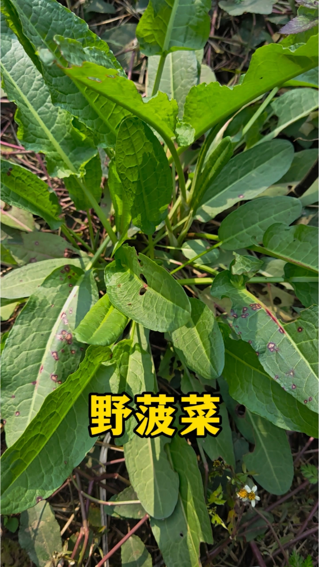 路边这种野草,根是黄色的!老一辈见了就挖,为啥?#春天野菜正当时# #植物科普# 野菠菜