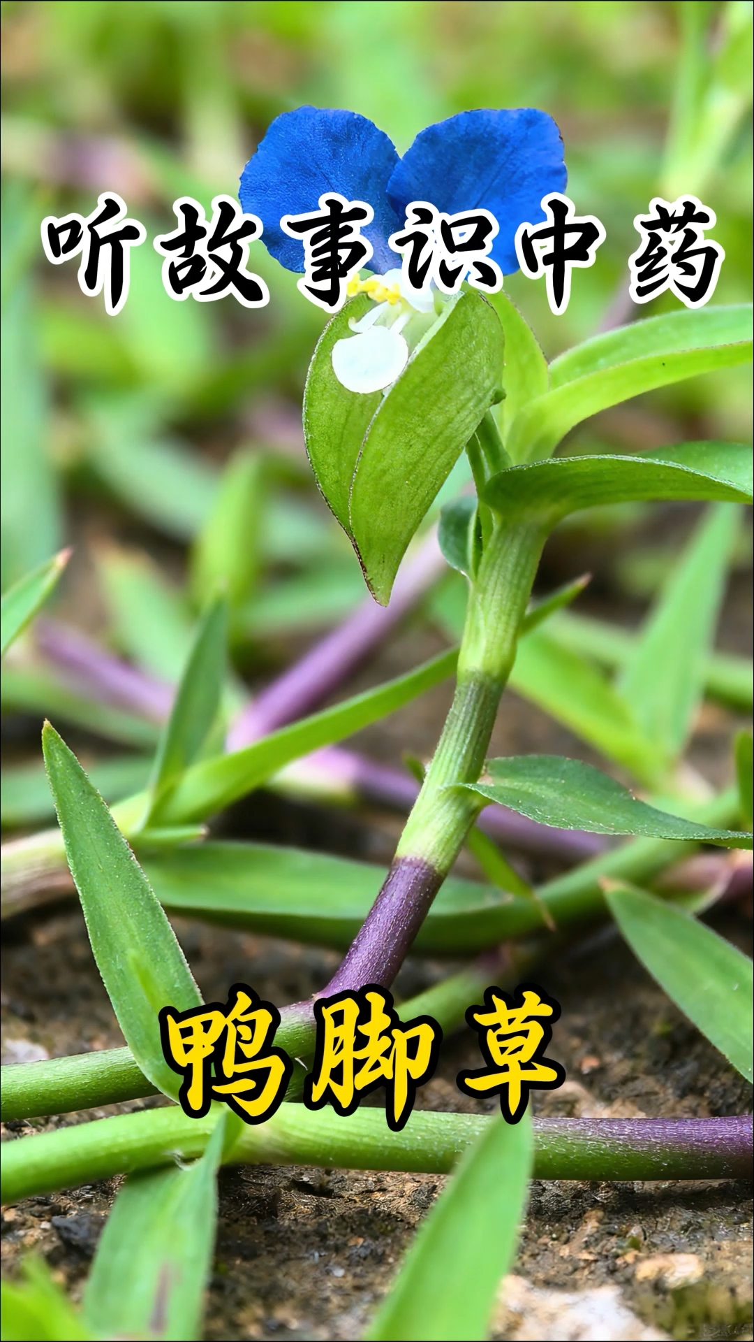 听故事识中药，今天讲鸭脚草的故事