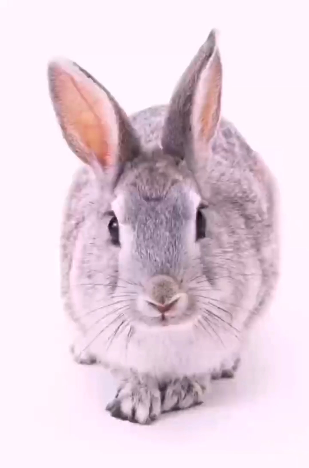 龙腾好运来,贺岁有菜百!