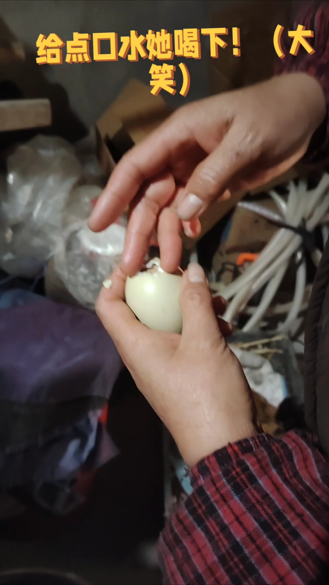 小鸡破壳瞬间,生命奇迹诞生