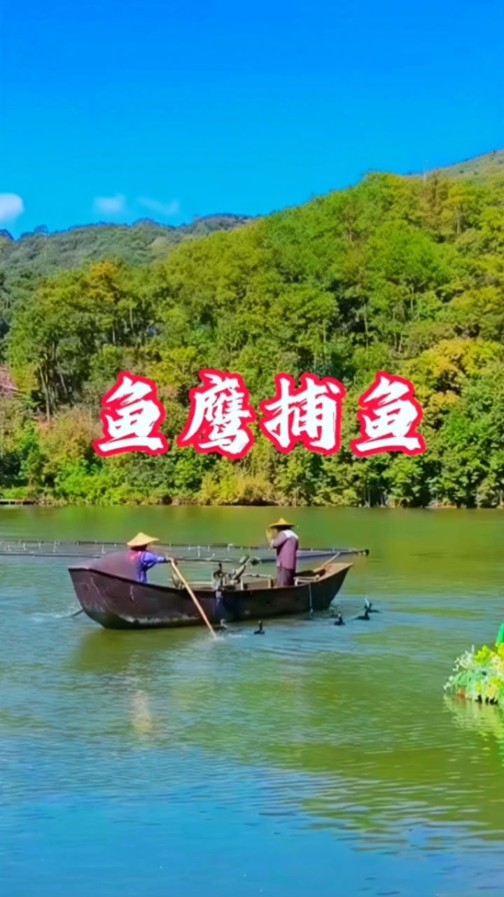 云南省级非遗鱼鹰鸬鹚捕鱼表演
