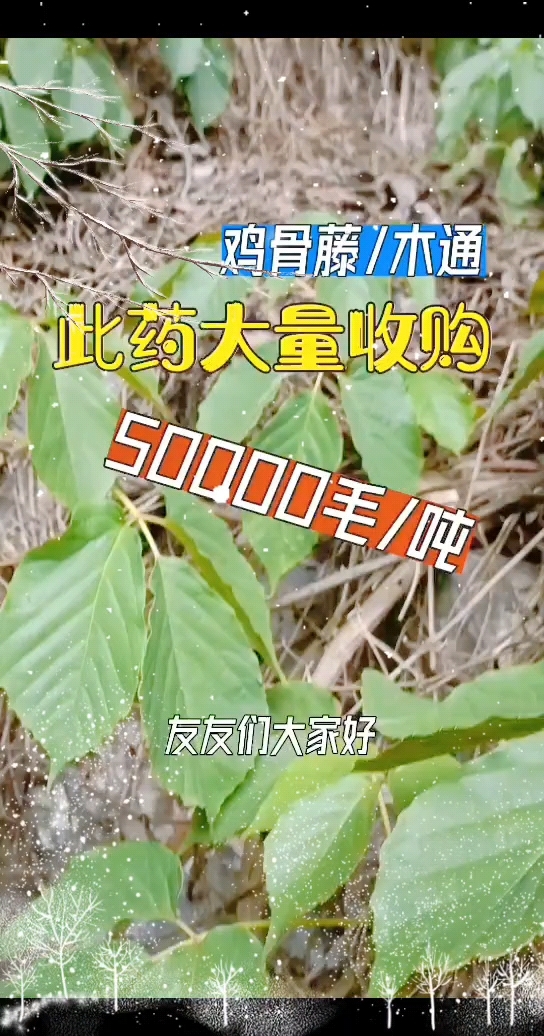 鸡骨藤/木通,有货的在评论区告诉我,常年收购