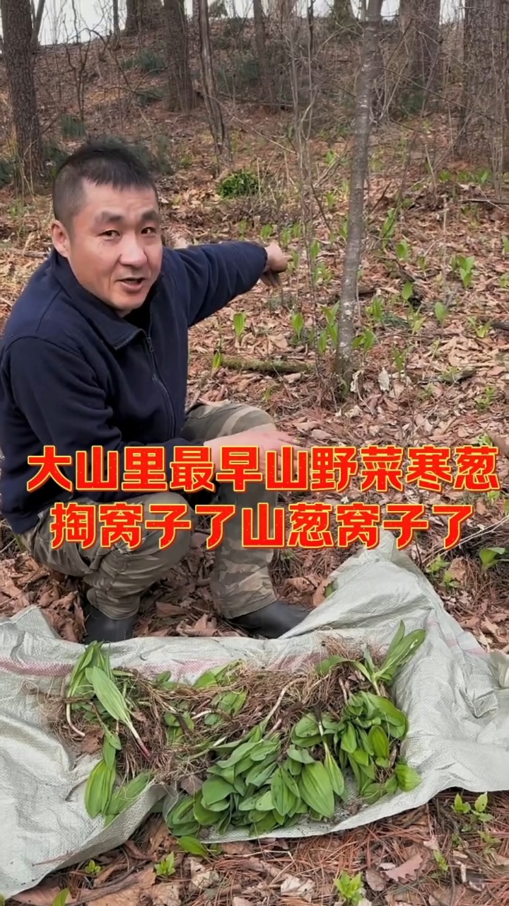大山里最早的山野菜山葱,它也叫寒葱,它是顶着冰层出来的,