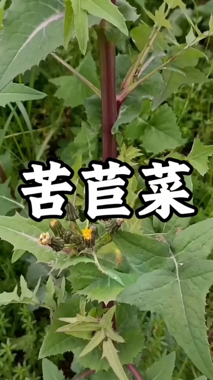 #画画日常好治愈# #野菜大揭秘##农村野菜香##春天野菜季# #AI温情短片#