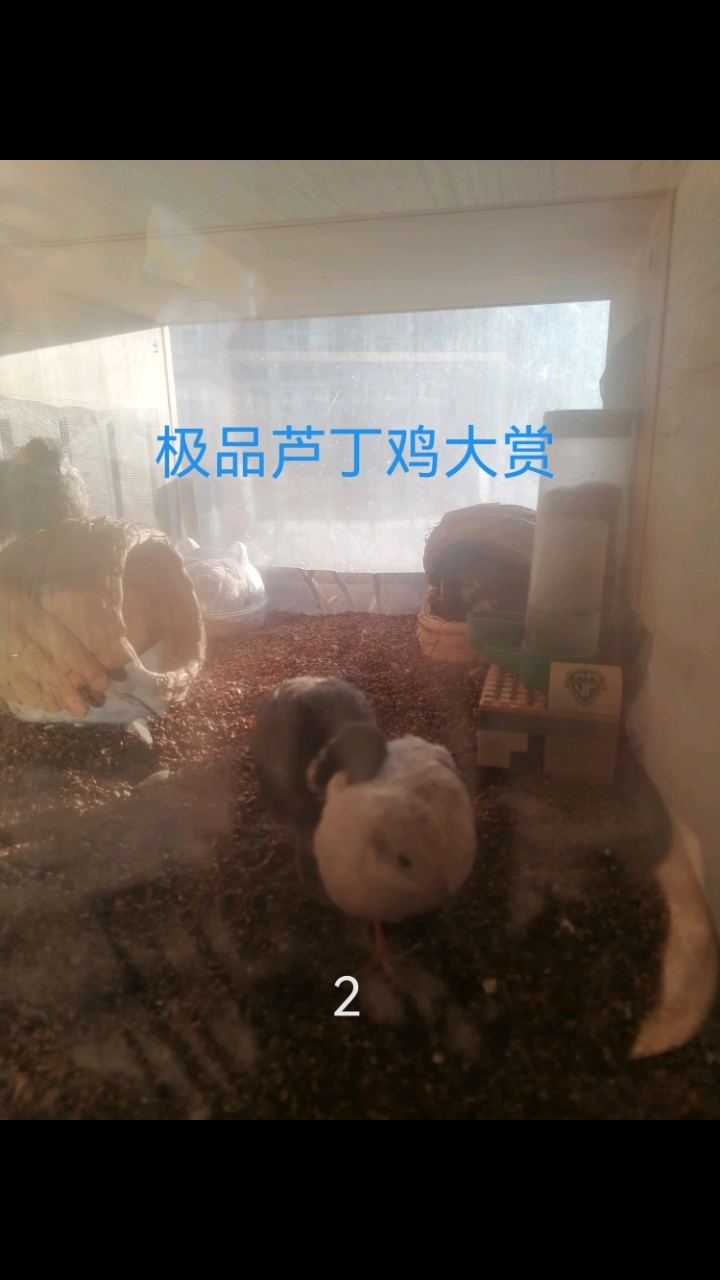 芦丁鸡下蛋了