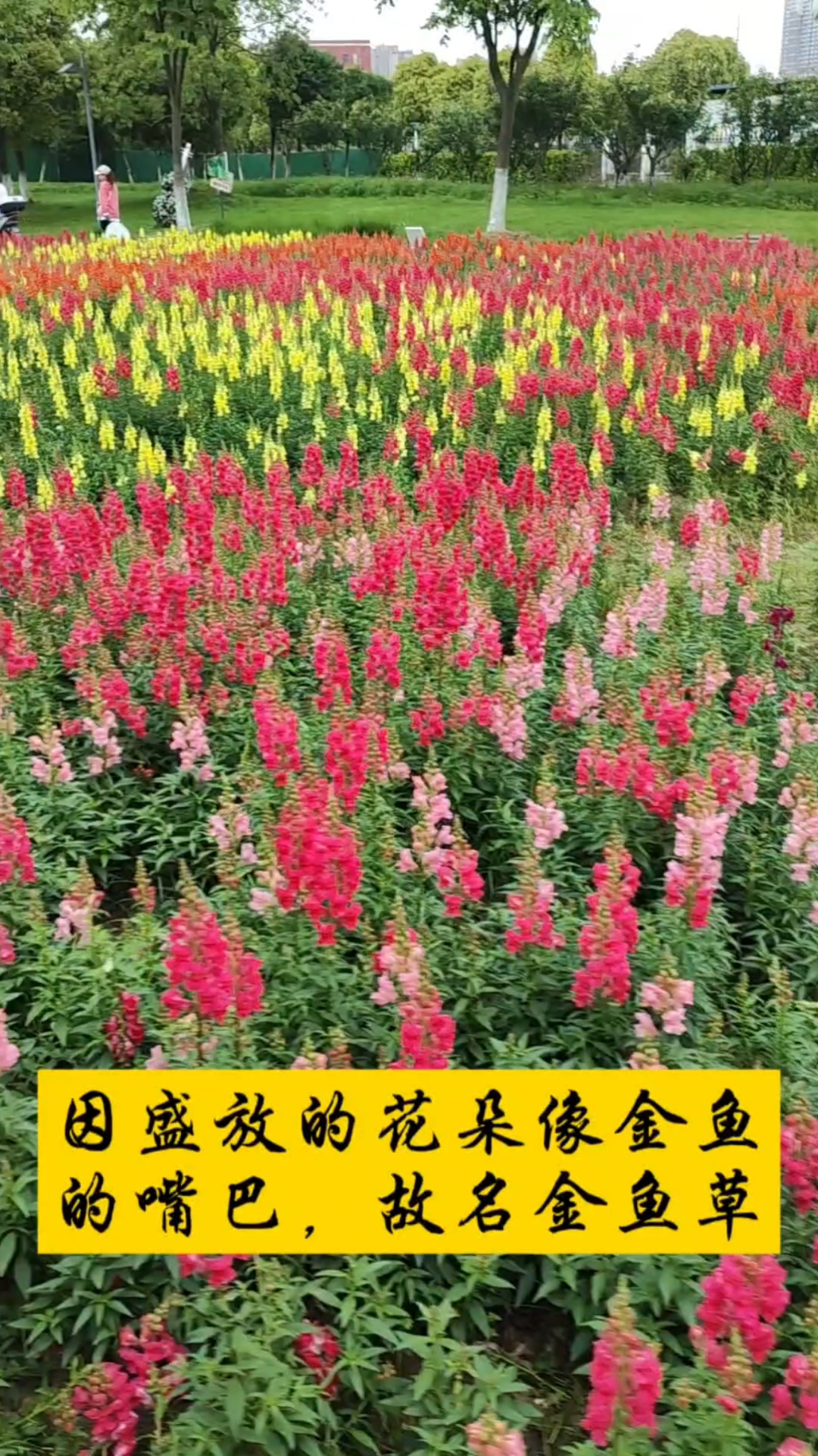因盛开的花朵像张着嘴正在进食的金鱼,故名金鱼草。你们看像吗?