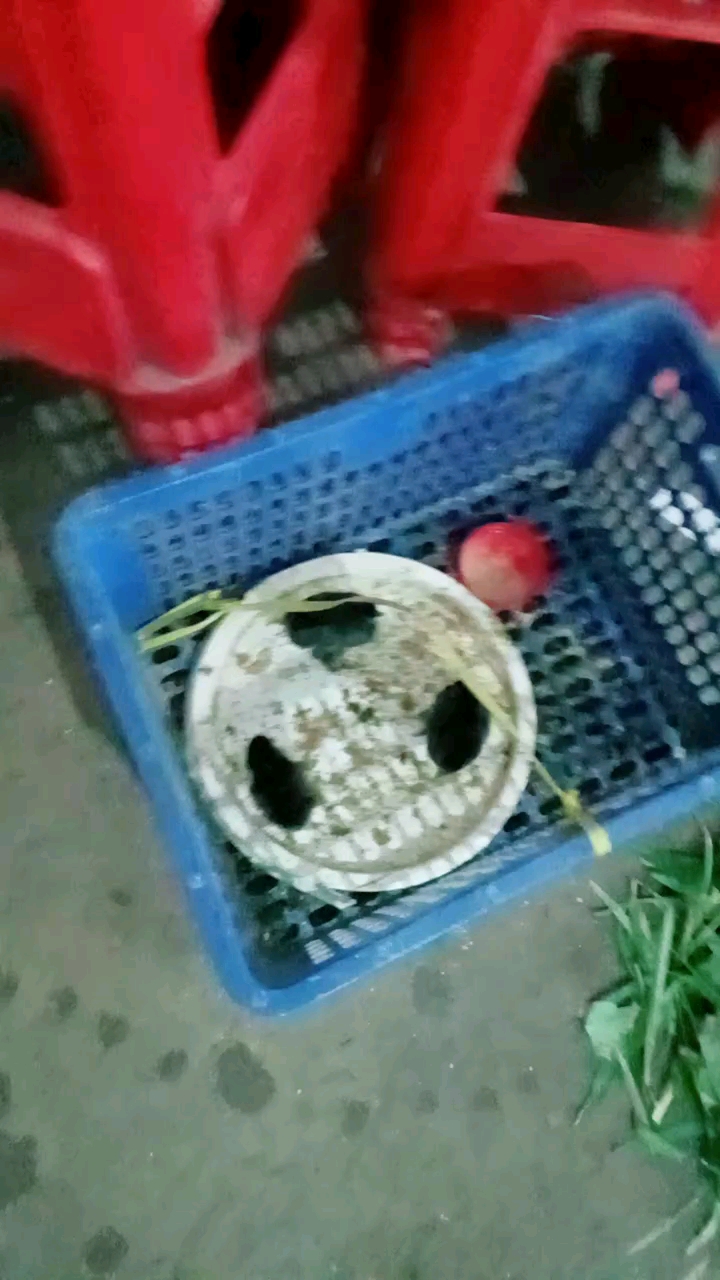 外婆养了三只小黑鸡,鹅不知道去哪了 