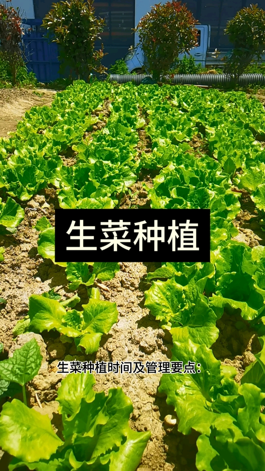 生菜种植方法