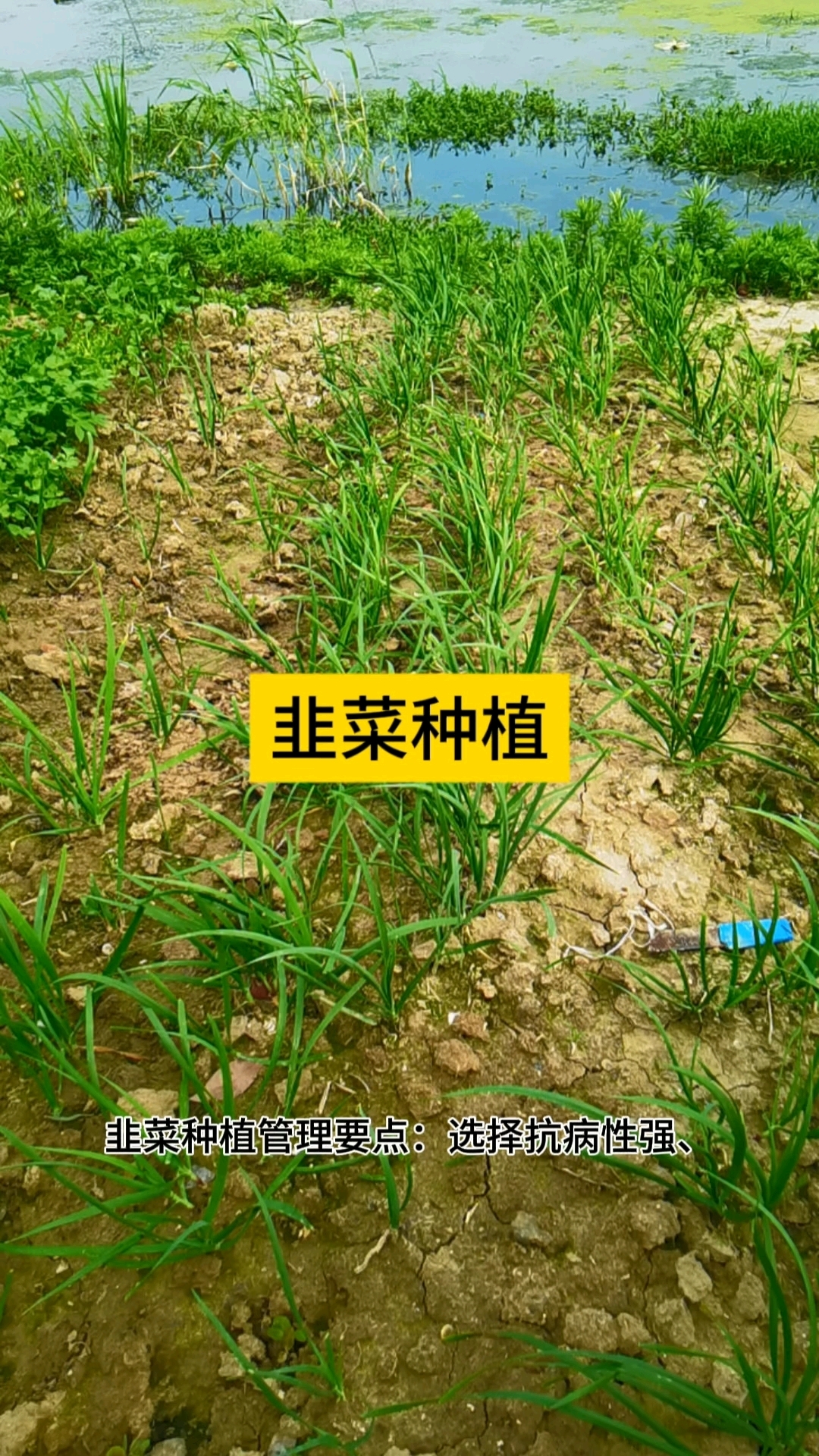 韭菜种植与管理要点