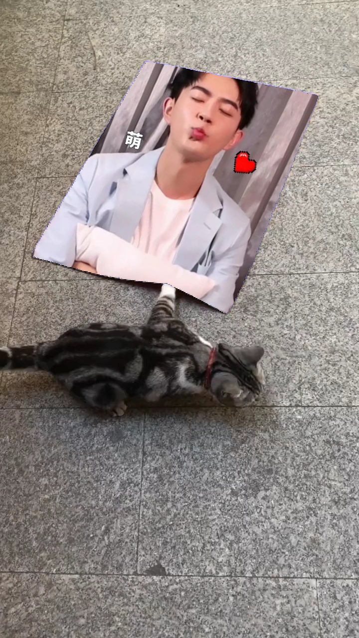 可爱的小猫小鱼