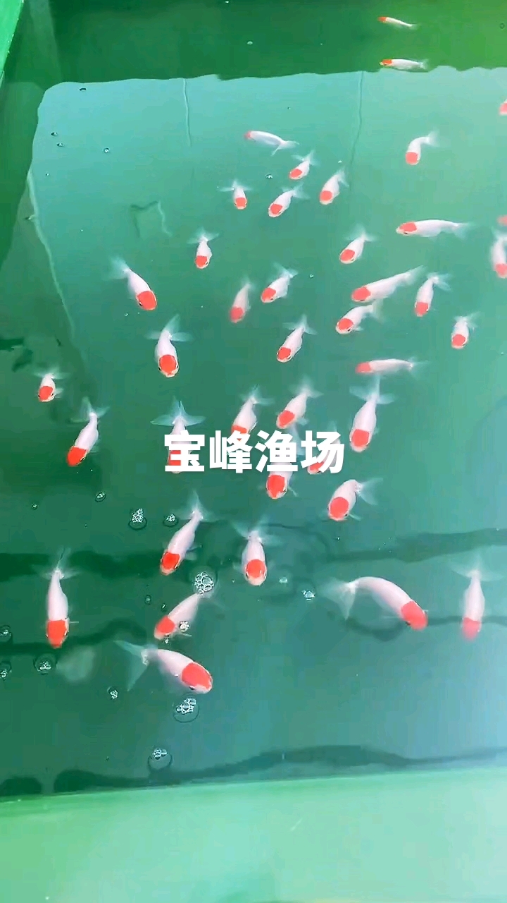 老北京传统金鱼宫廷鹅头红饲养培育自产自销。