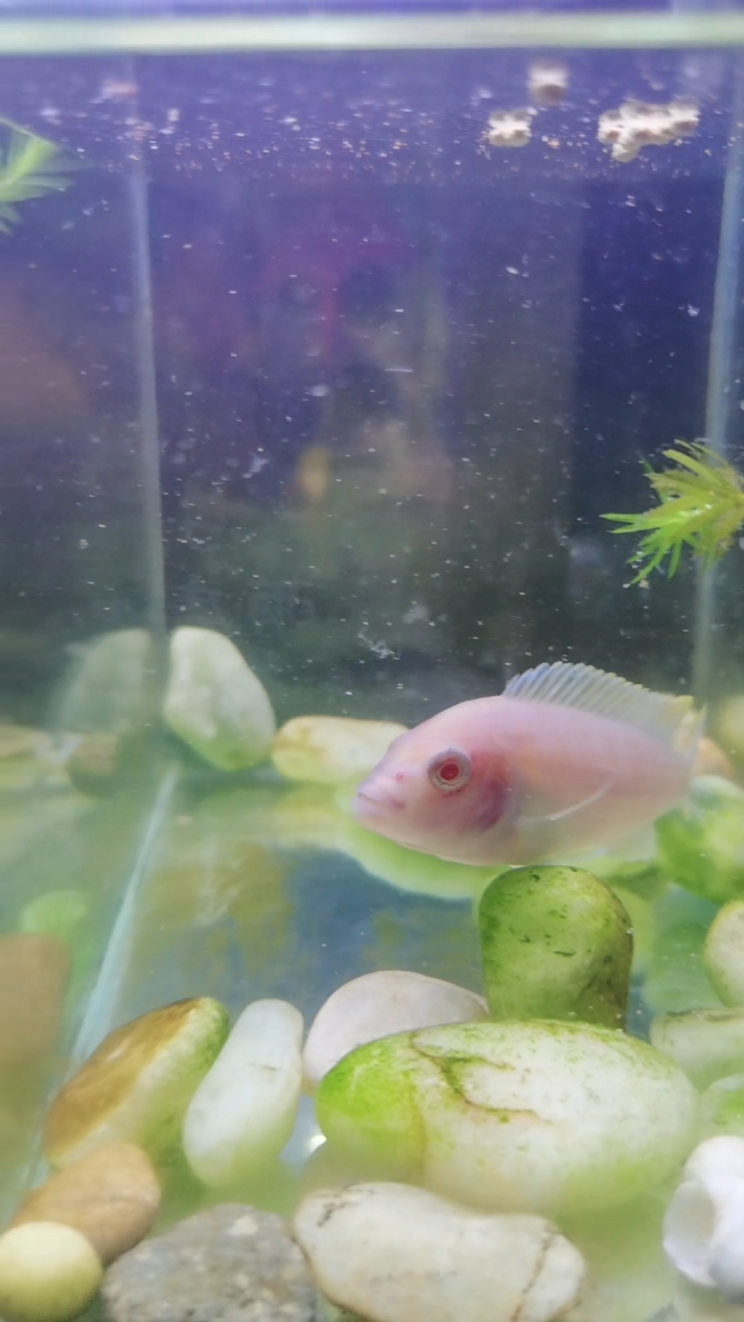 这条雪鲷昨天给它扣卵了,不吃不喝太遭罪了,一共26条