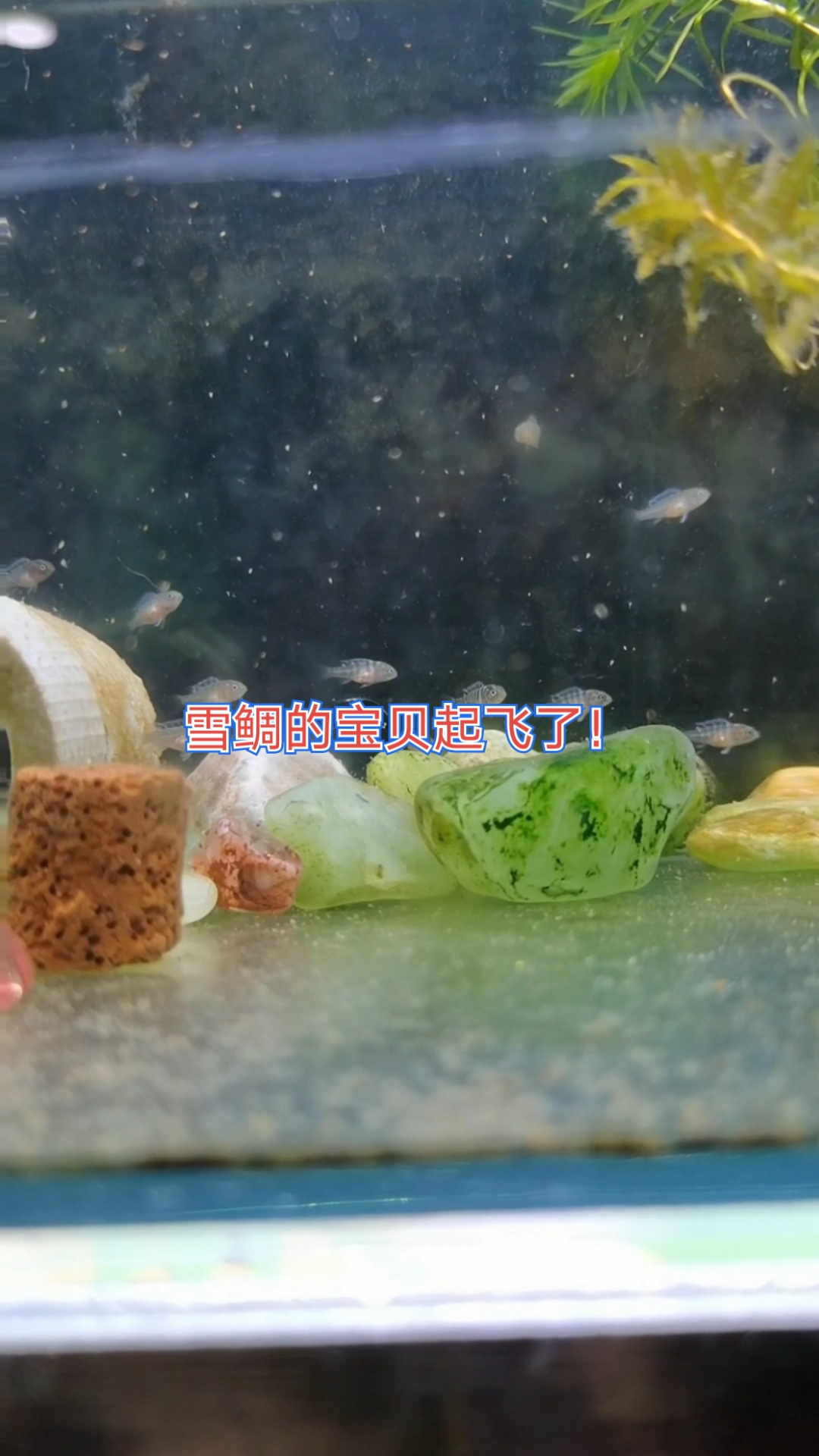 继续更新,雪鲷的孩子起飞了,吃丰年虾卵长的可真快!