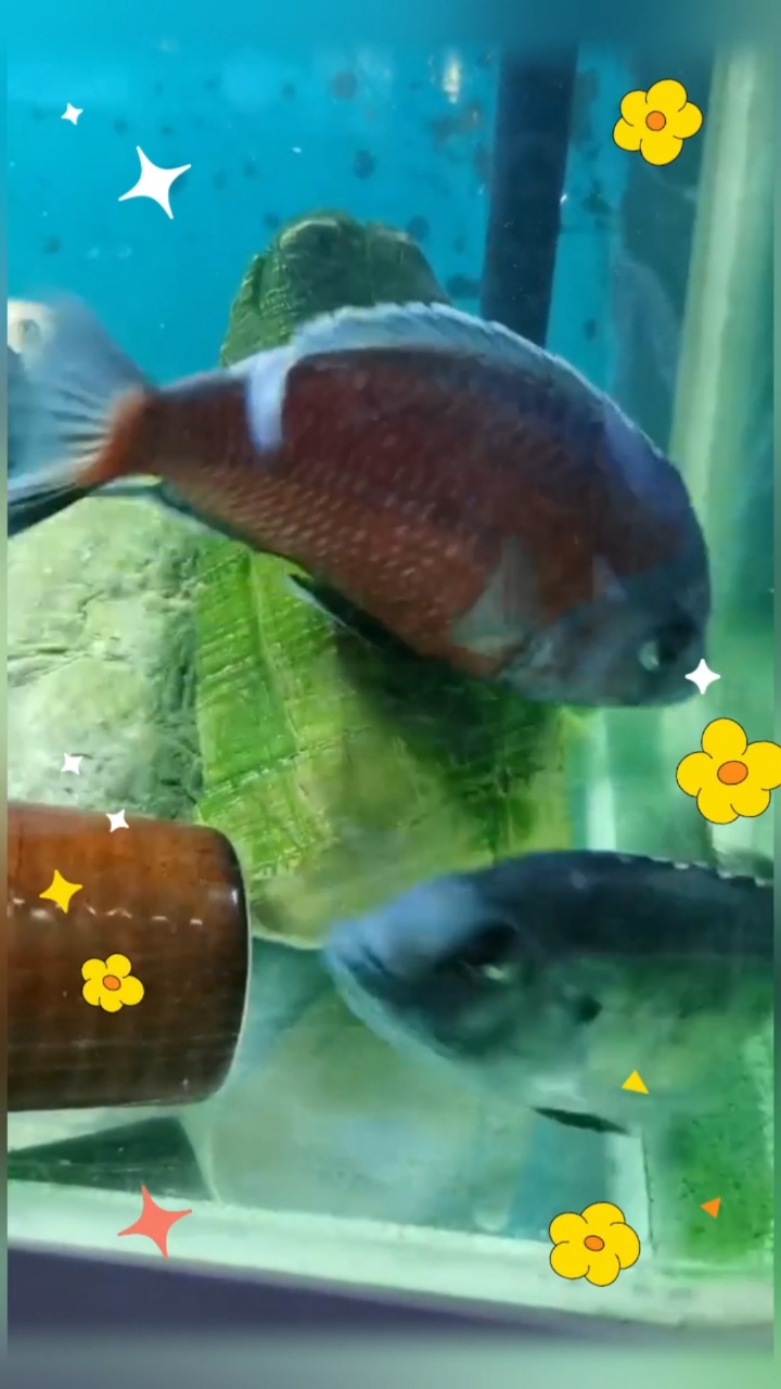 昨天鱼友那进了21条鱼今天这对血艳红就传喜讯,本宫甚喜!