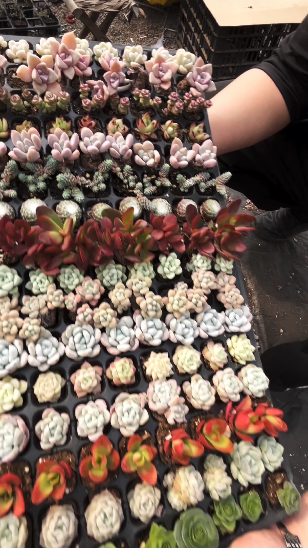 青州本地多肉到底怎么样?