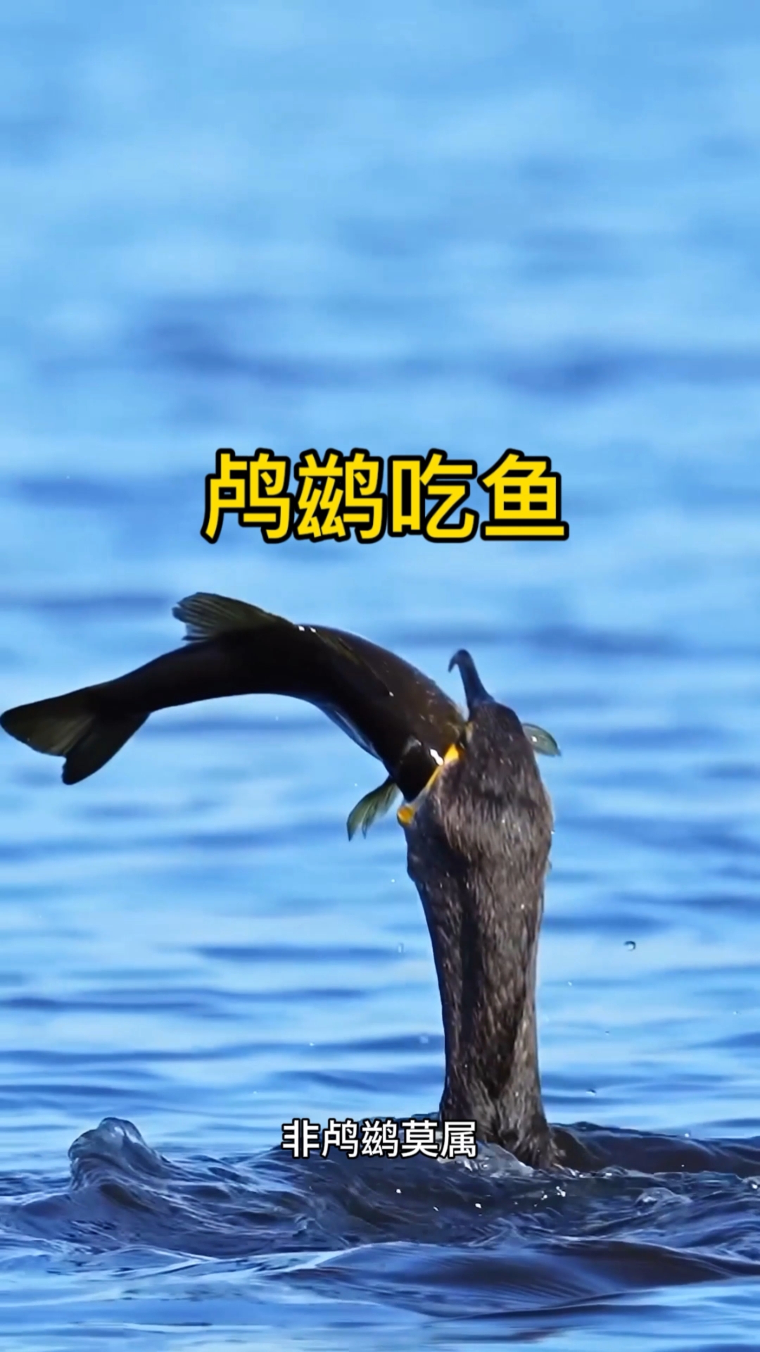 鸬鹚吃鱼