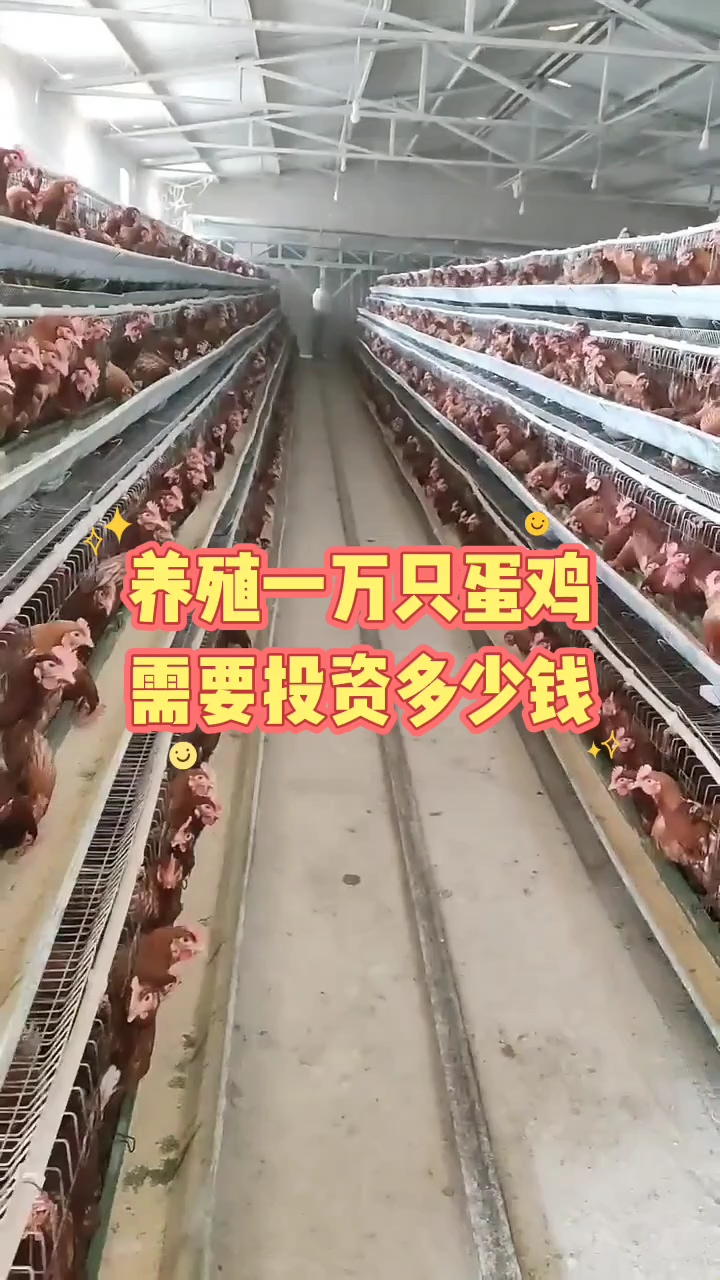 养殖一万只蛋鸡需要投资多少钱
