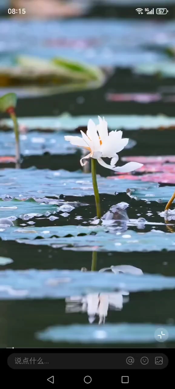 鲫鱼（鲤鱼？）跳出水面吃荷花，咬掉一片就跑，开心笑了