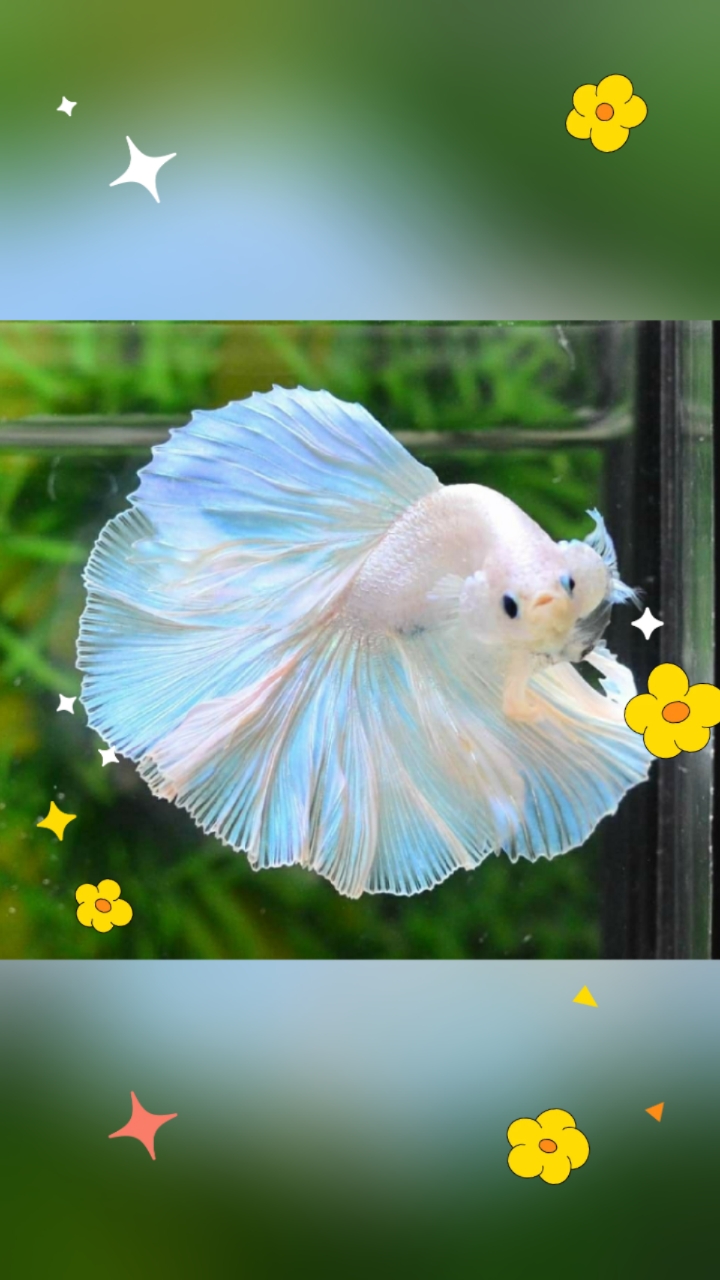 斗鱼简介,我家养很多小动物,不懂的可以问我哦!