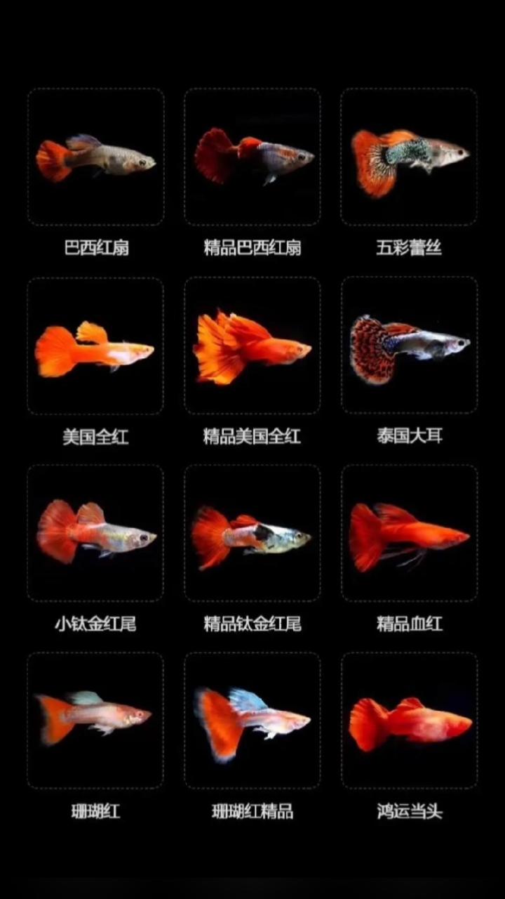 普通体孔雀鱼品种大全,想看大C孔雀鱼的看我主页