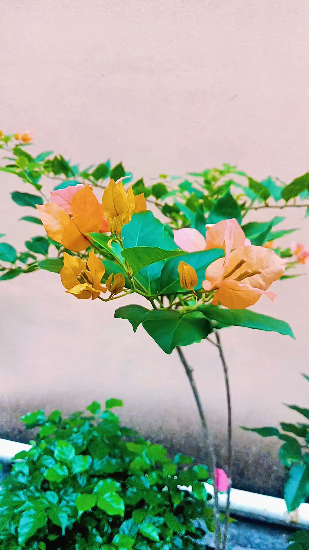 三角梅嫁接——变色龙