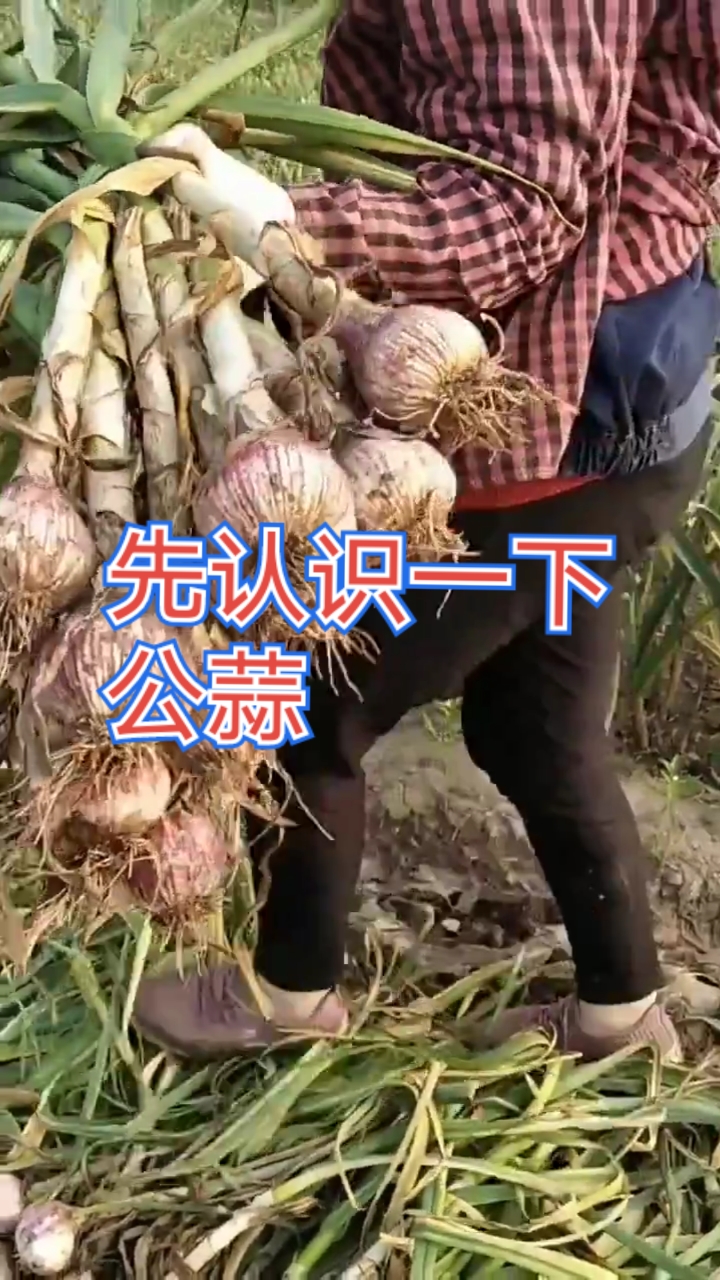 你认识公蒜长什么样子吗?