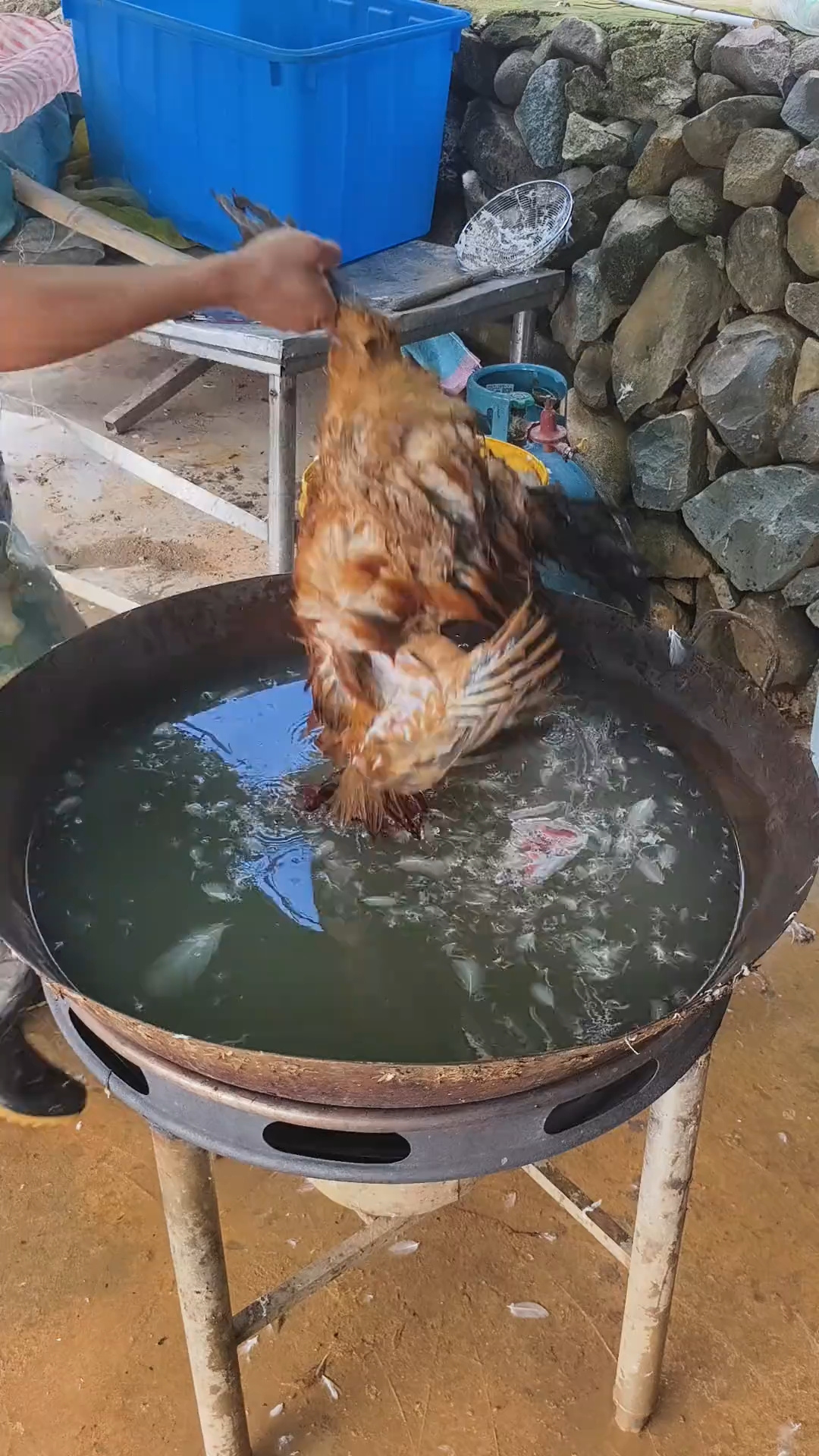 杀鸡杀鸭过年了。