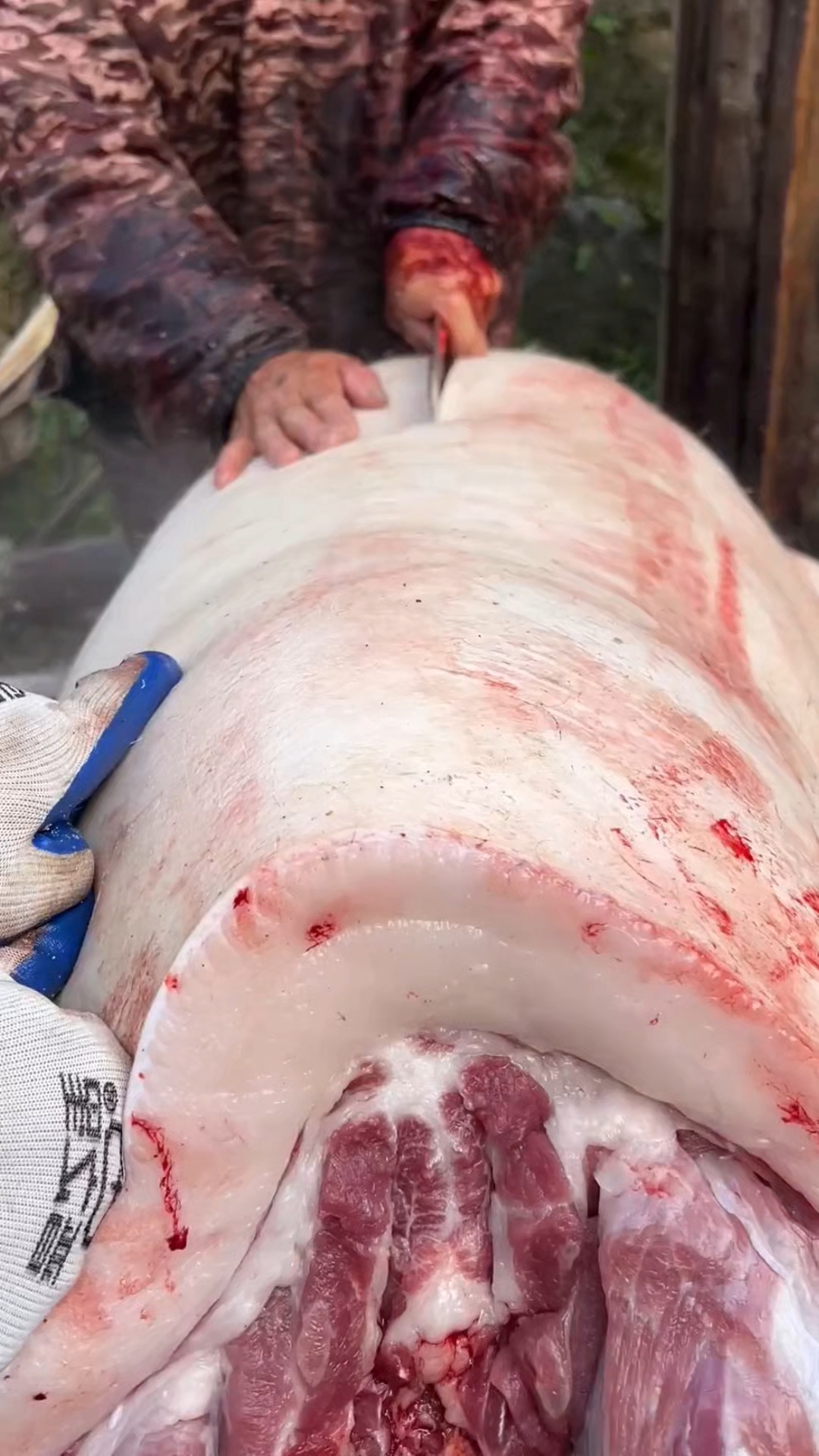 新鲜猪肉!看着都香