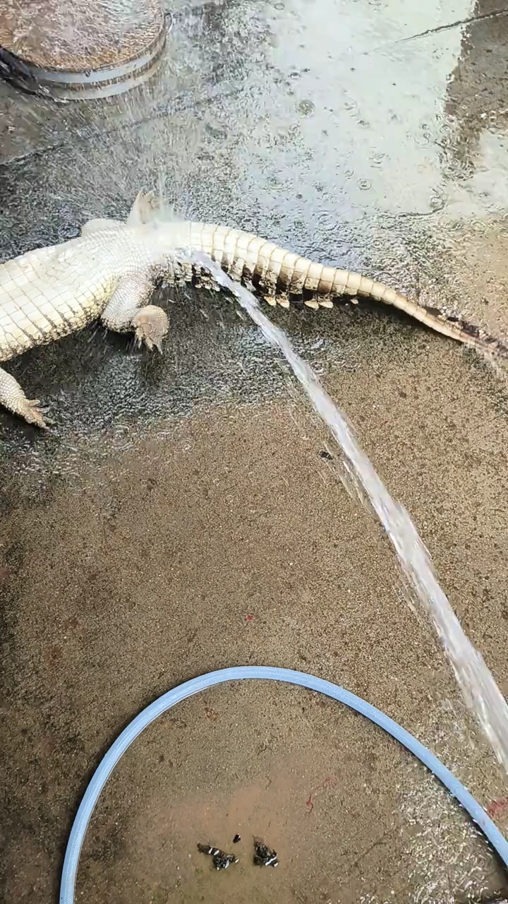 给鳄鱼洗澡了