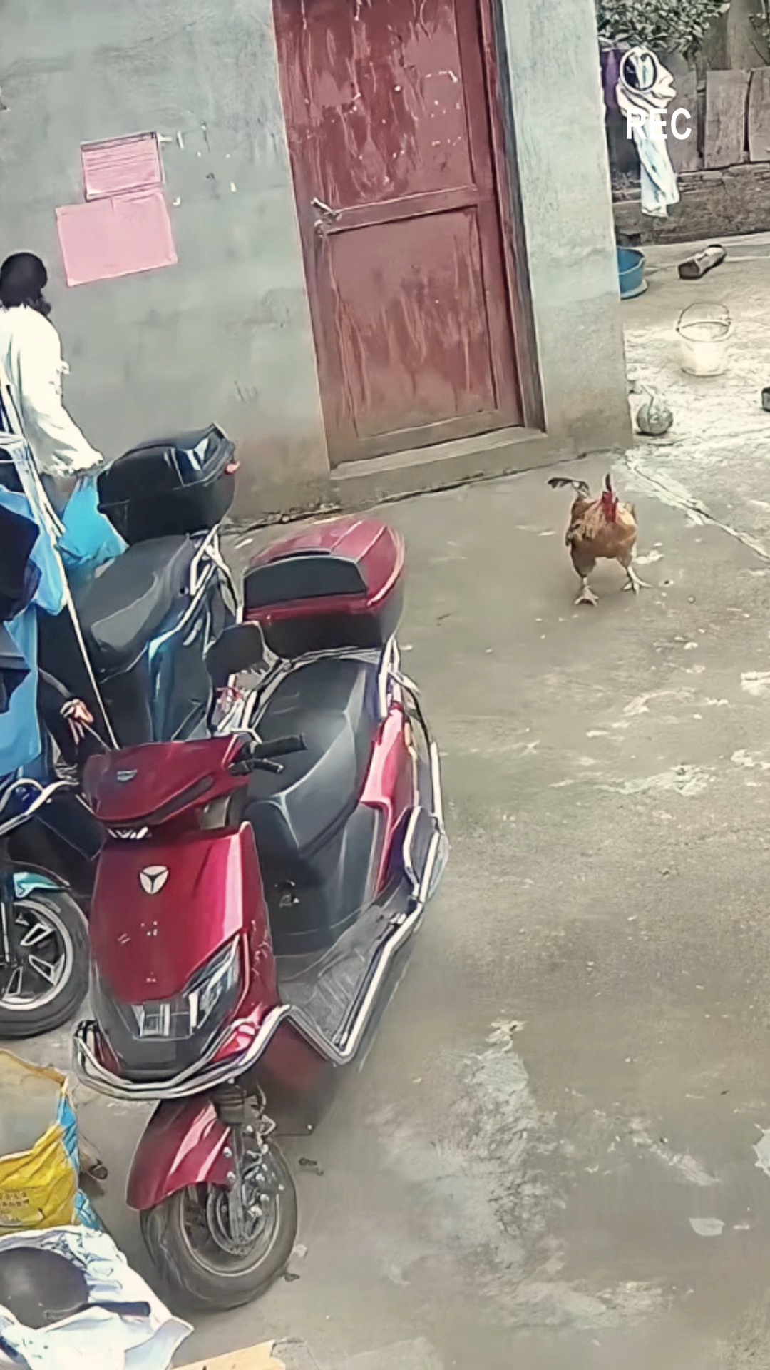 一只鸡吓成这样