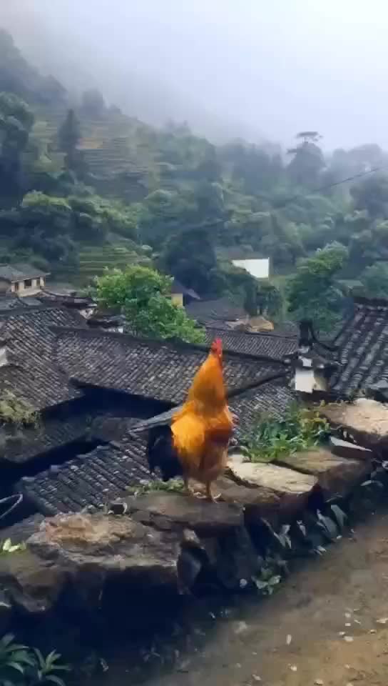 早晨公鸡咕咕叫