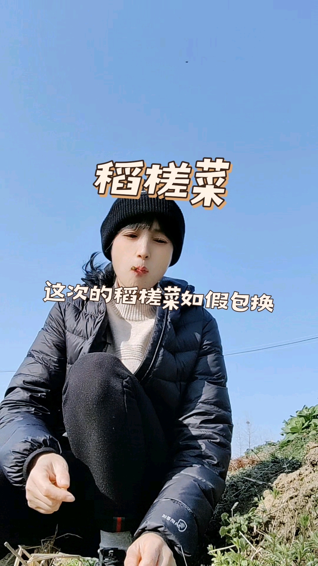 真正的稻槎菜闪亮登场,如假包换