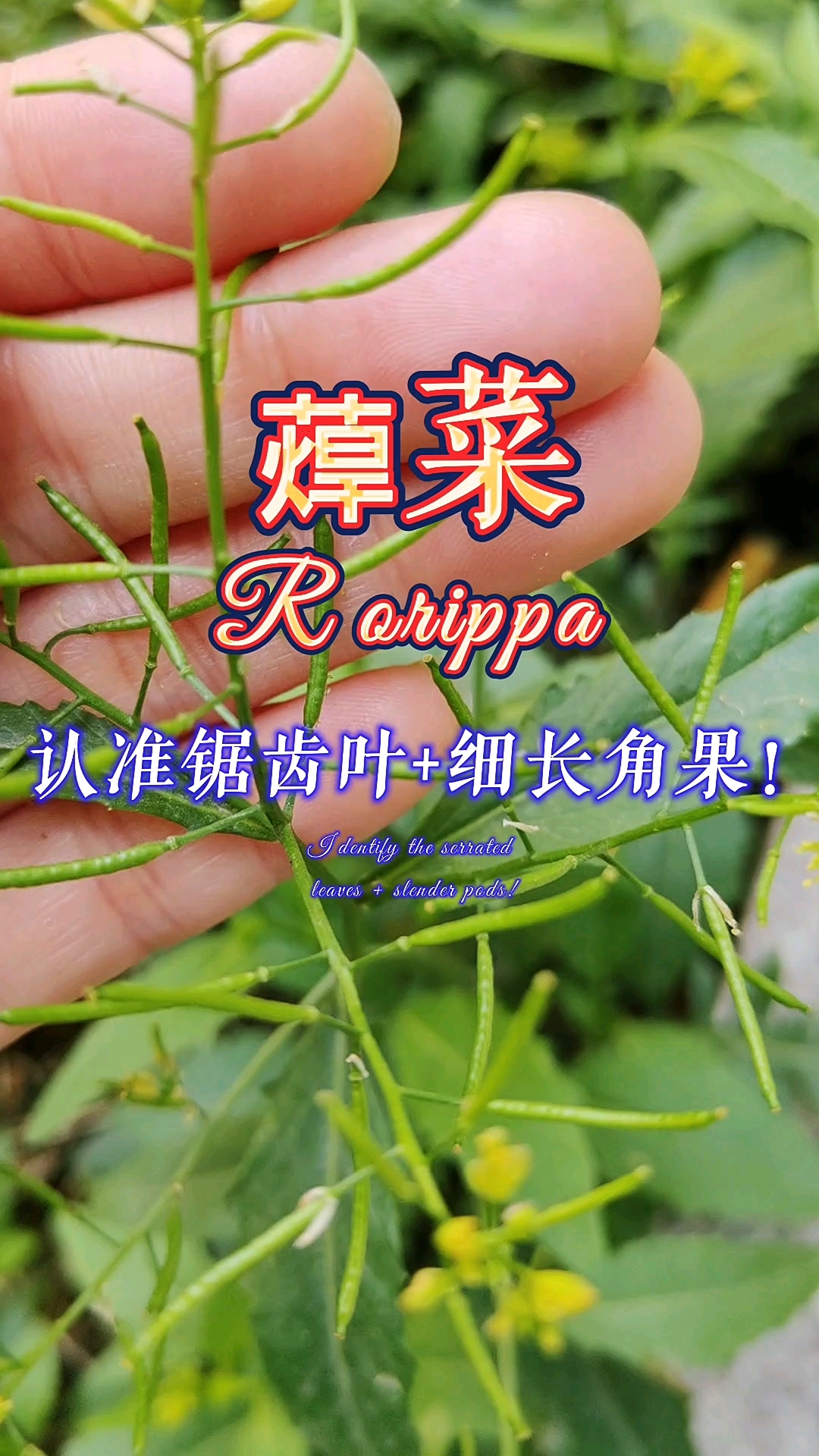 我觉得蔊菜在野菜里也是比较可口的存在