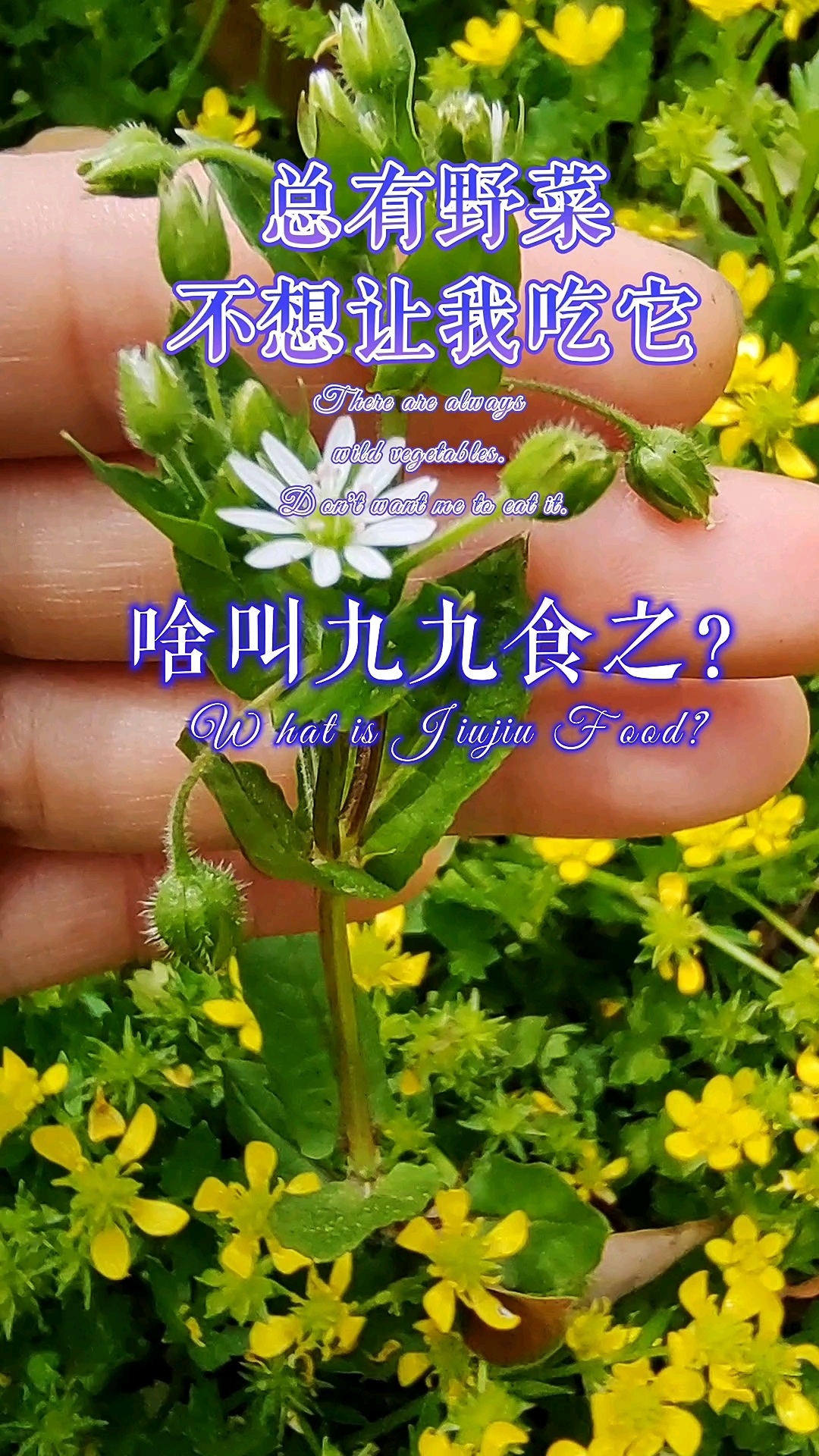  听说鹅肠菜好吃,你们吃过吗?