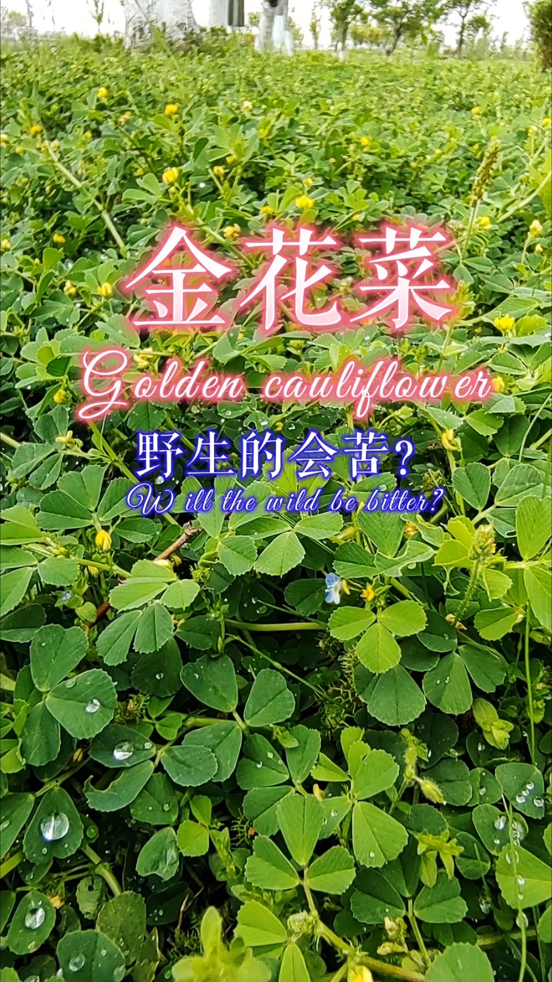 去年采错了金花菜后今年就没敢采,有谁知道我错在哪里吗?