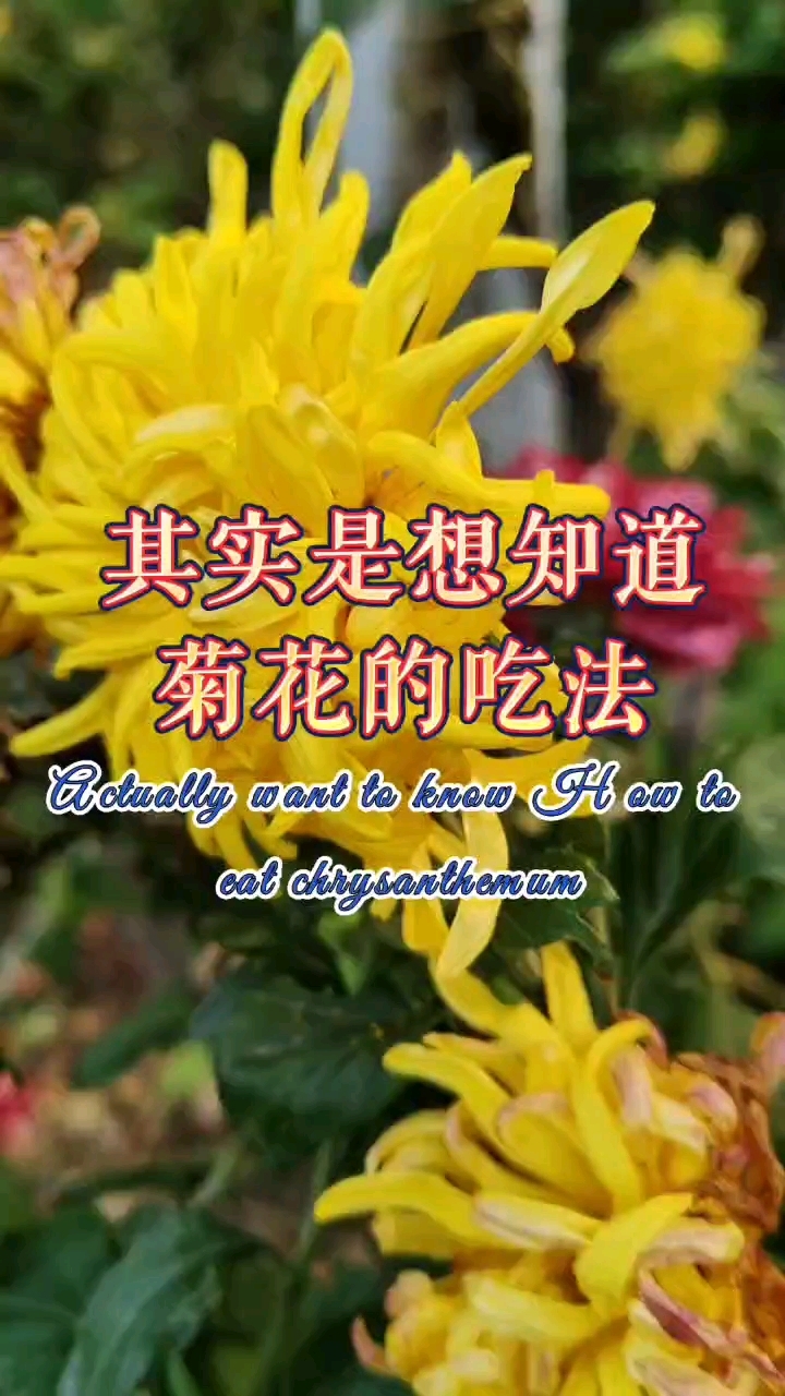 我不喜欢菊花茶的味道,菊花怎么吃会比较好接受?